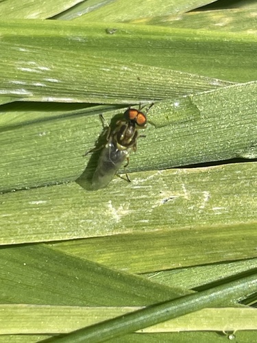 Unknown species found near San Gabriel River Bike Path, Cerritos, CA, US