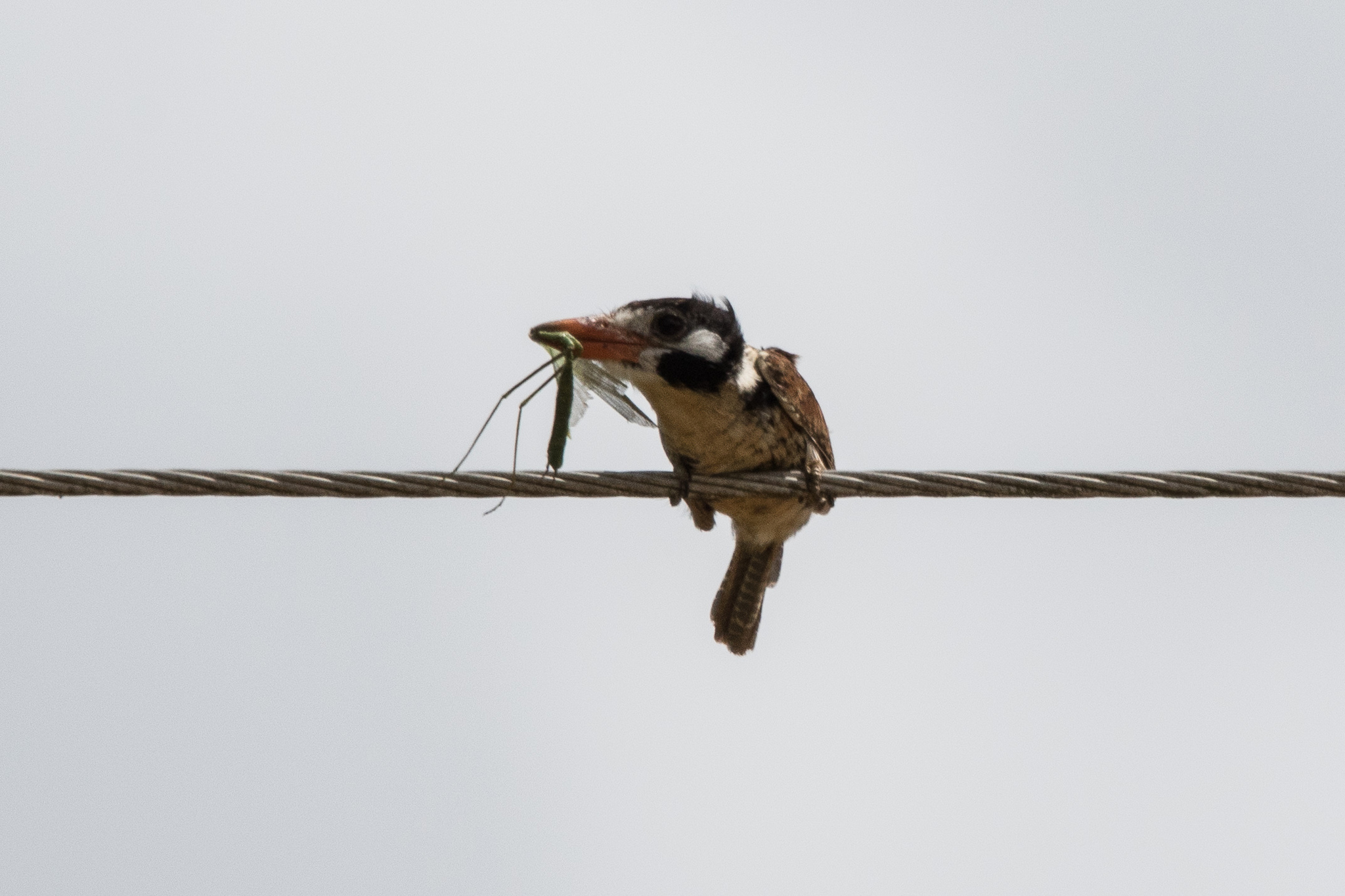 White-eared Puffbird (Nystalus chacuru), photo 9