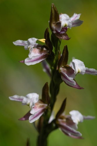 Prasophyllum suttonii, 2026-02-21