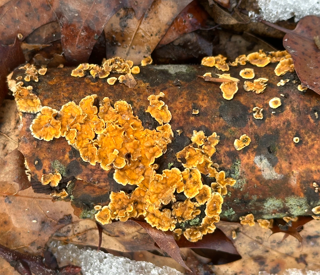 Stereum complicatum · February 2026 · photo: © aberkov (iNaturalist, cc0)