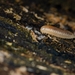 Slug Millipedes - Photo (c) César Favacho, some rights reserved (CC BY-NC), uploaded by César Favacho