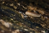 Slug Millipedes - Photo (c) César Favacho, some rights reserved (CC BY-NC), uploaded by César Favacho