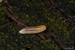 Glomeridesmida