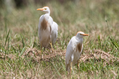 Western Cattle-Egret