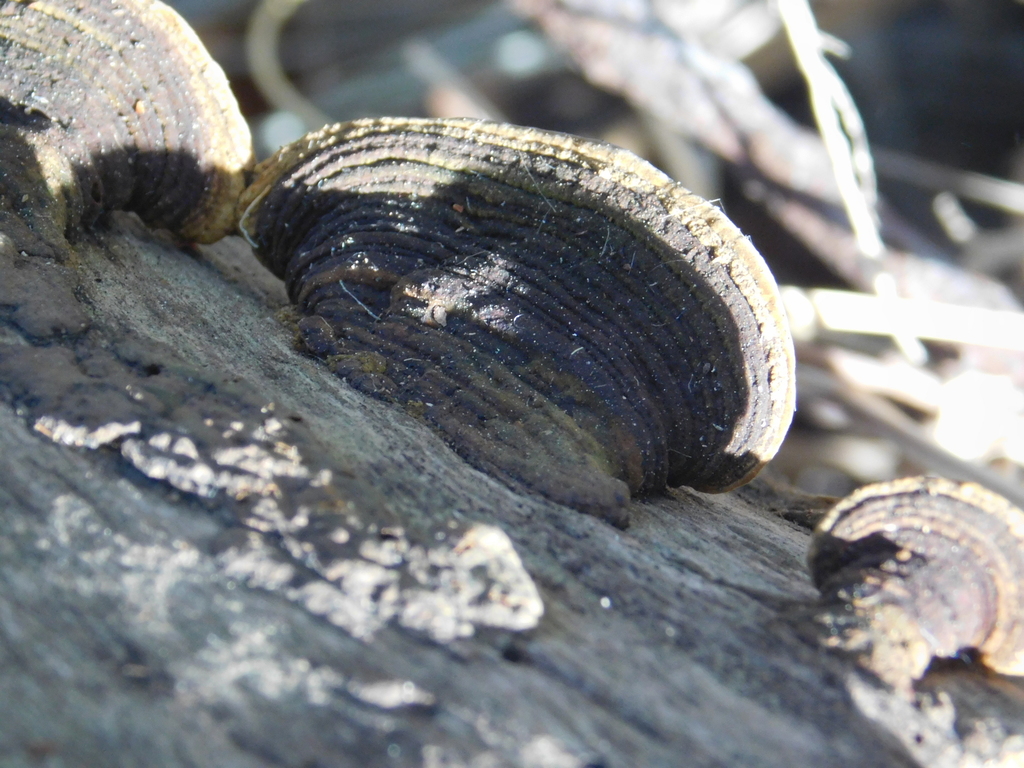 Hexagonia hydnoides · May 2019 · photo: © bombin (iNaturalist, cc-by)