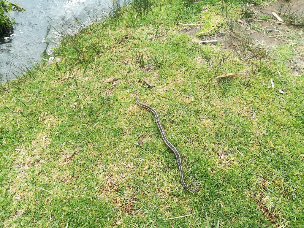 Longtail Alpine Garter Snake From Santiago Tlacochcalco, Tlax., México ...