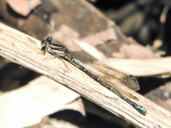 Argia oculata