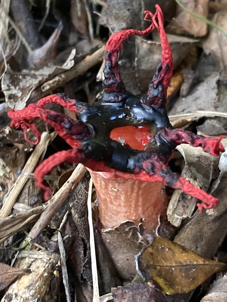 Aseroe rubra · February 2026 · photo: © matt_scott_nz (iNaturalist, cc-by)