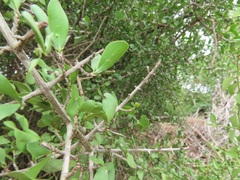 Pyrostria hystrix
