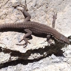 Podarcis siculus