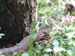 Crotalus triseriatus