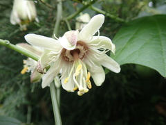 Passiflora leschenaultii