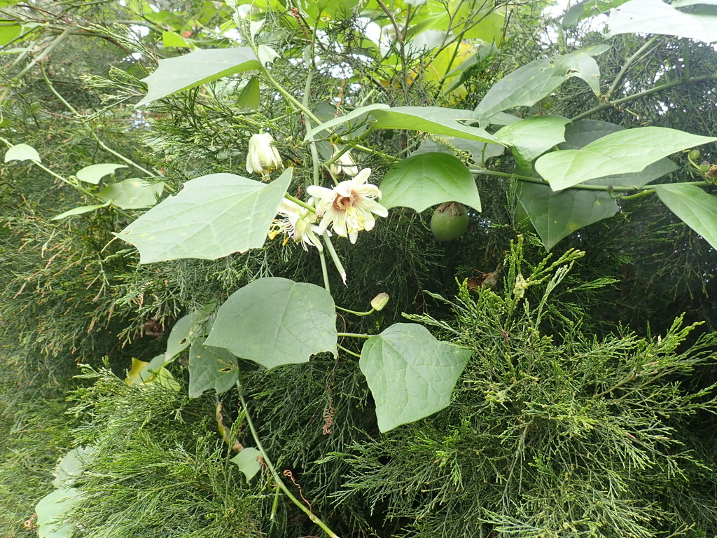 moonleaf passionflower