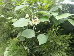 Passiflora leschenaultii