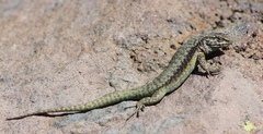 Liolaemus villaricensis