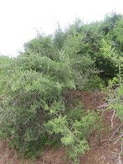 Pyrostria hystrix