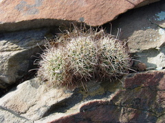 Mammillaria carretii