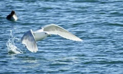 Larus glaucoides