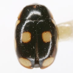 Hyperaspis punctata