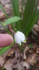 Leucojum
