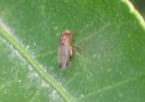 Unknown species found near Fair Oaks Horticulture Center