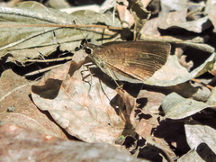Synapte pecta