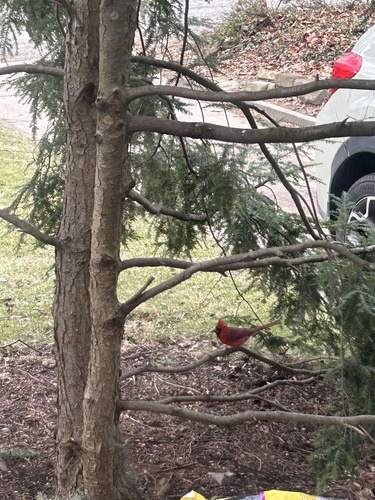 Northern Cardinal