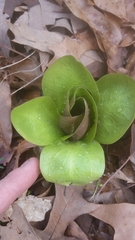 Mertensia virginica