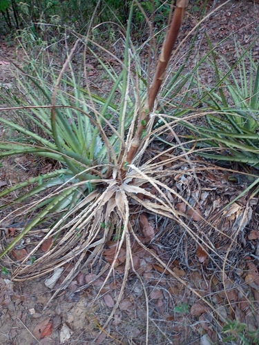 Encholirium spectabile