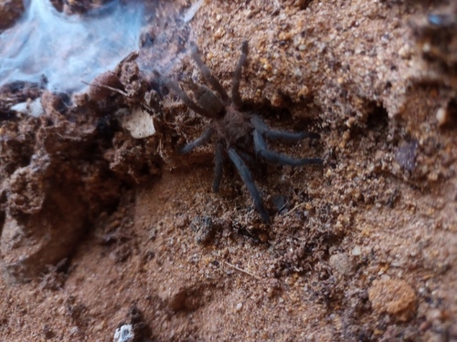 Exilis Bronze Tarantula