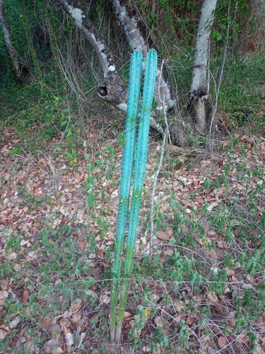 Pilosocereus pentaedrophorus