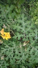 Solanum rostratum