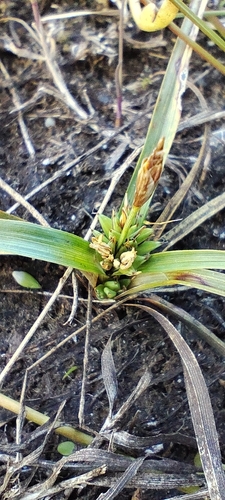 Small dusky sedge (Carex acaulis)