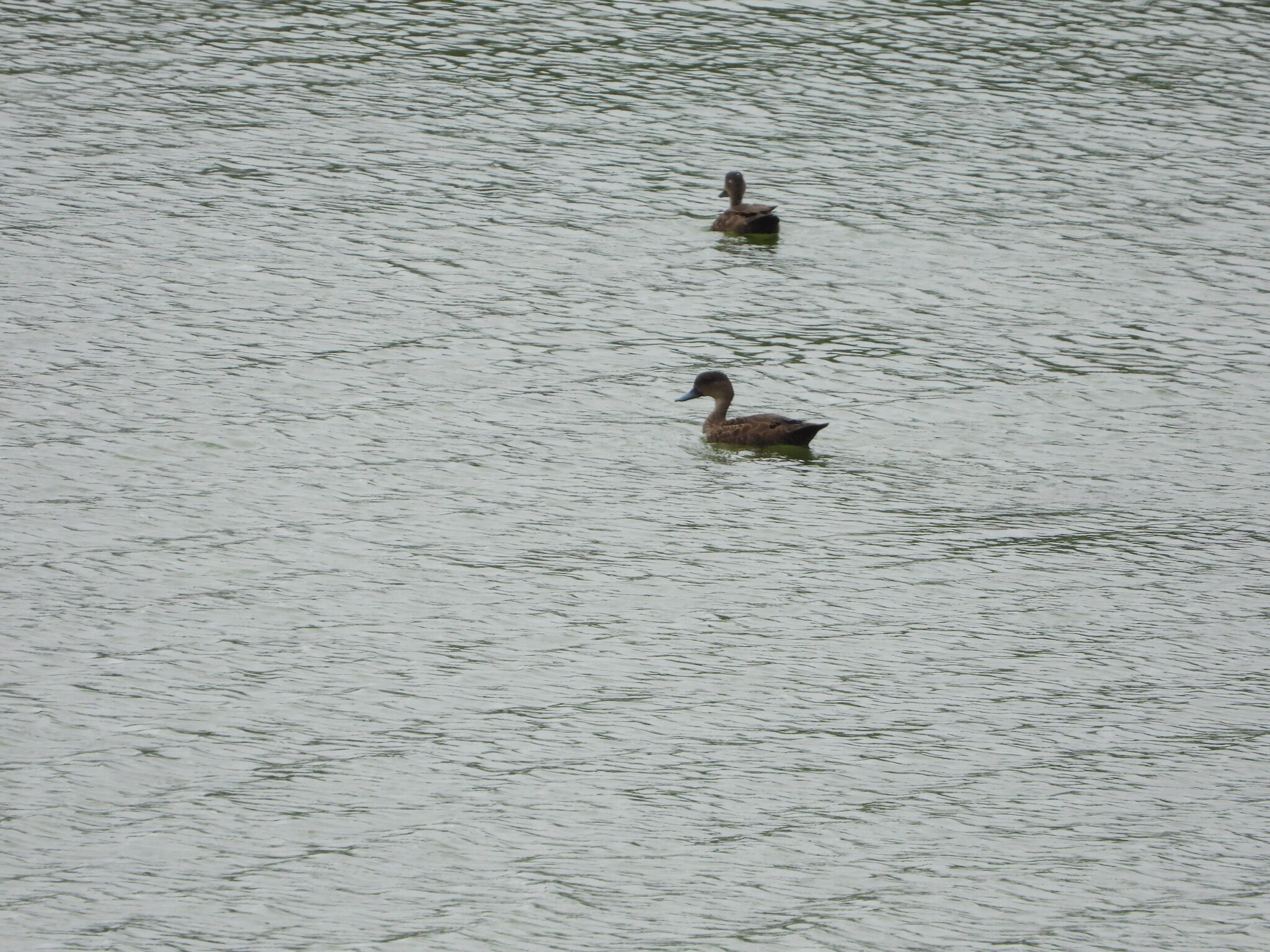 Sunda Teal (Anas gibberifrons), photo 3