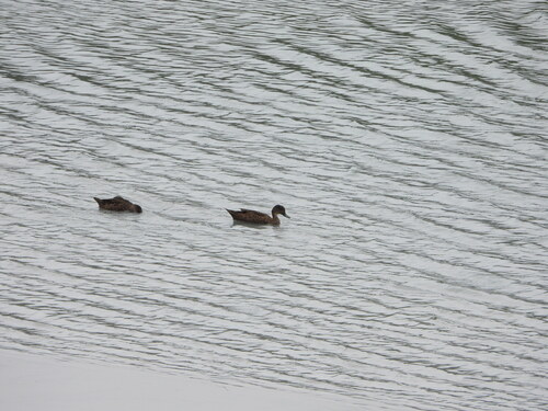 Sunda Teal (Anas gibberifrons), photo 8