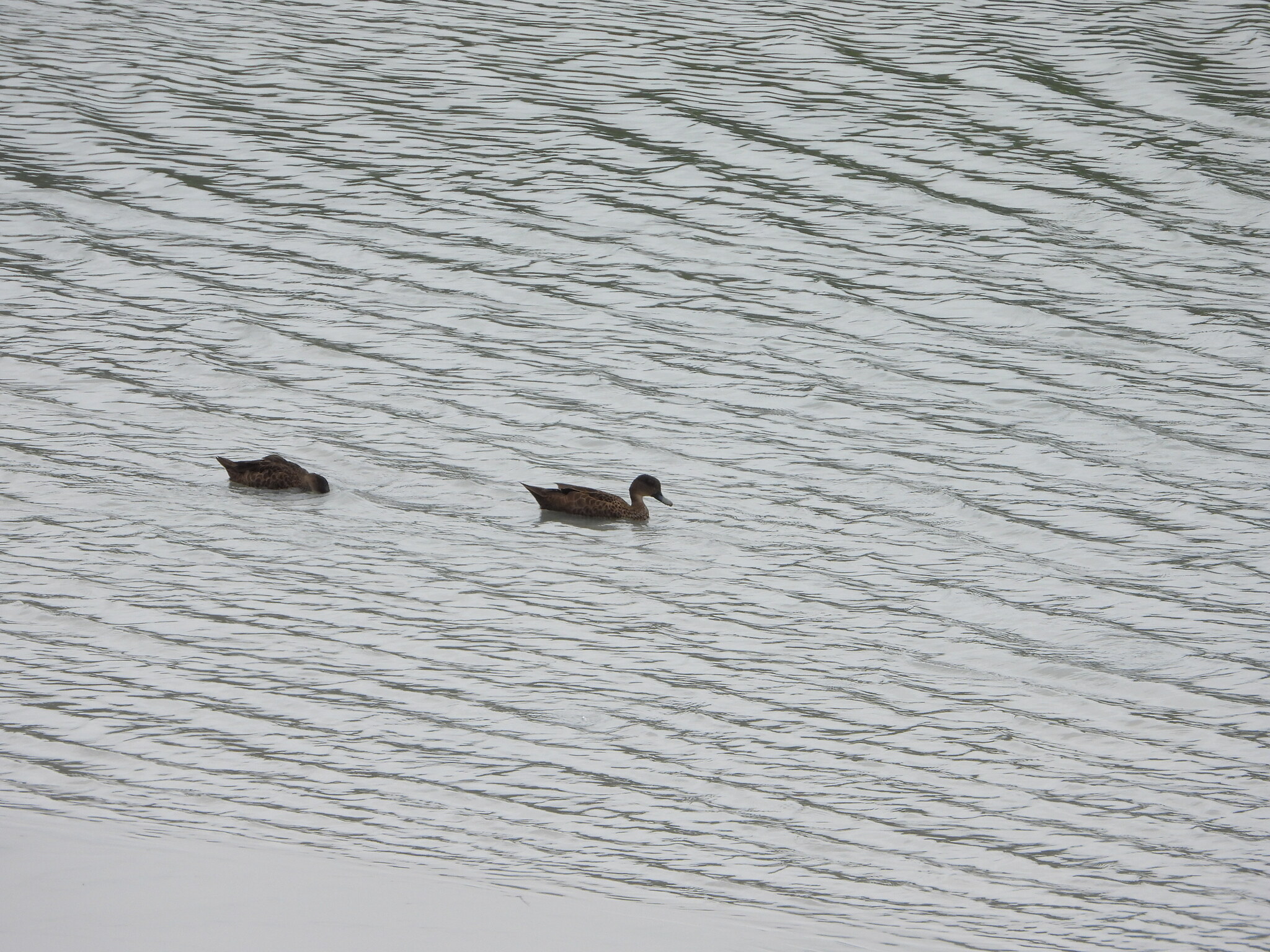 Sunda Teal (Anas gibberifrons), photo 4