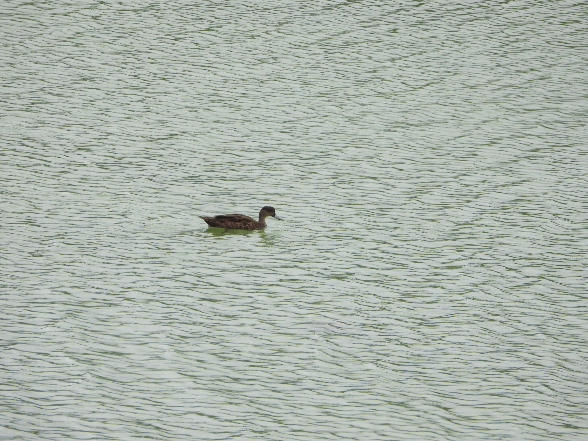 Sunda Teal (Anas gibberifrons), photo 5