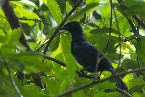 Phonygammus keraudrenii observed 2026-01-24