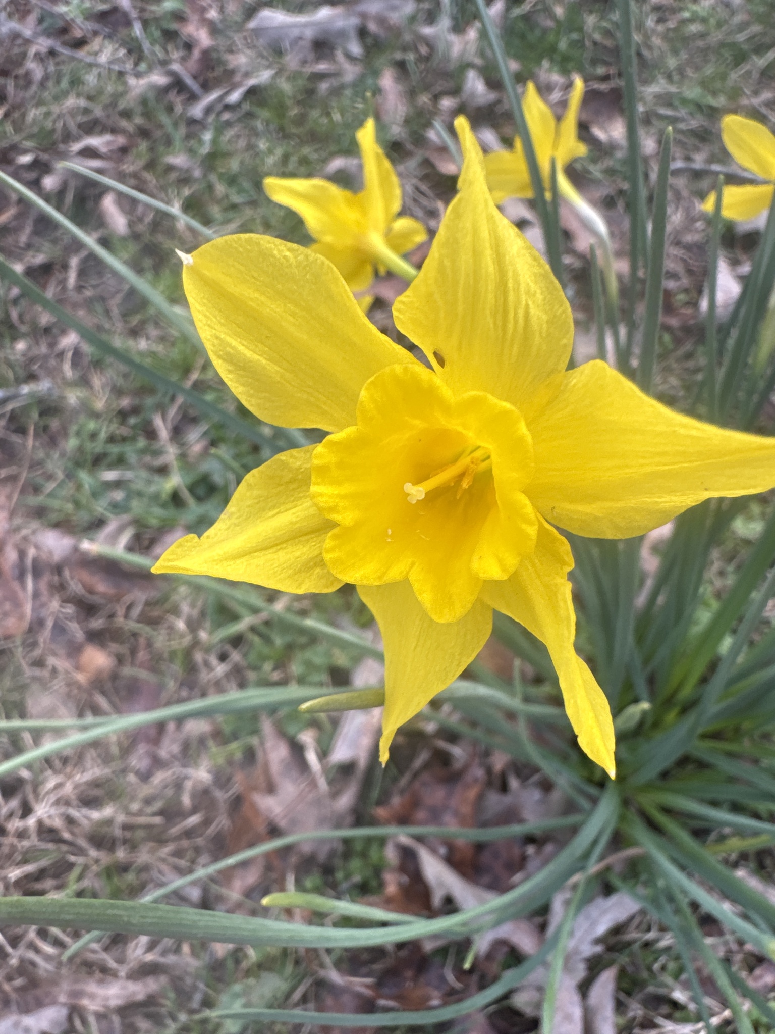 Narciso de olor