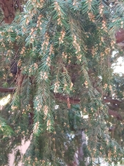 Taxus baccata