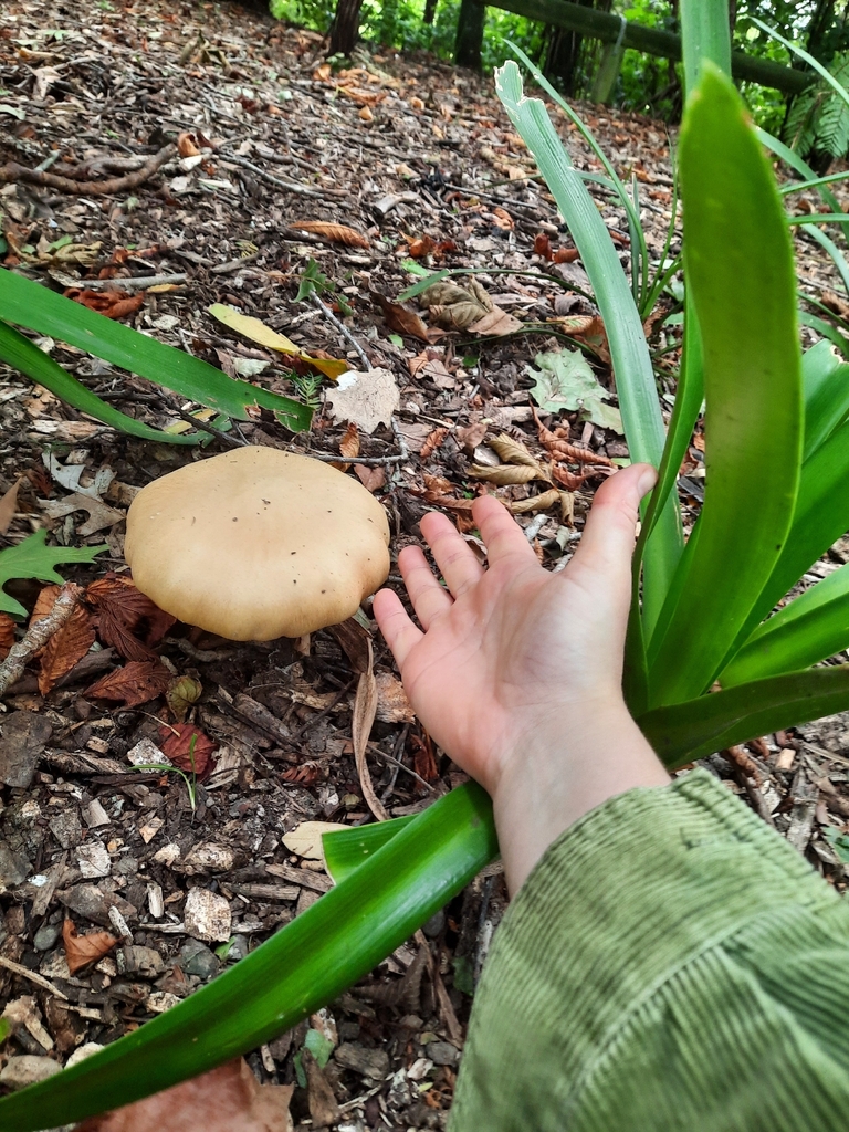 Stropharia rugosoannulata lutea · February 2026 · photo: © maxxrandomnumbers (iNaturalist, cc0)