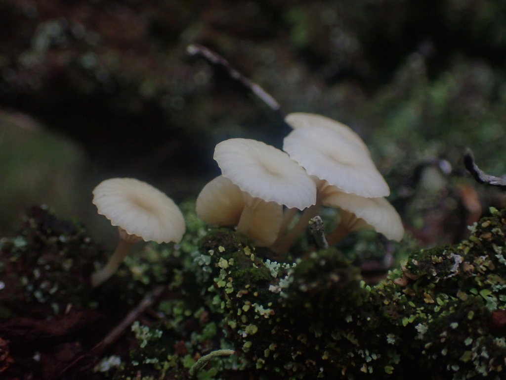 Lichenomphalia ericetorum · February 2026 · photo: © dgwdoesthings (iNaturalist, cc0)