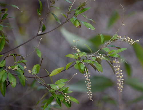 Croton phebalioides observed 2025-11-27