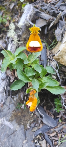 Calceolaria uniflora, photograph 4
