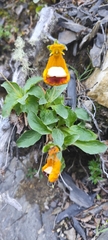 Calceolaria uniflora, photograph (c) Santiago Martín-Bravo, some rights reserved (CC BY)
