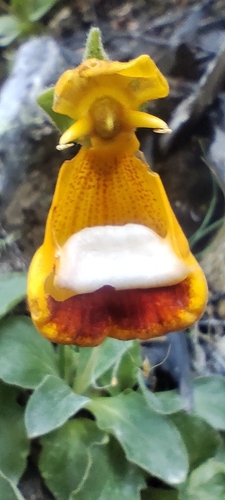 Calceolaria uniflora, photograph 5