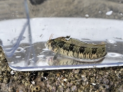 Striated Blenny photo 3
