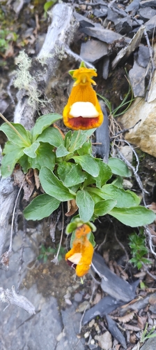 Calceolaria uniflora, photograph 6