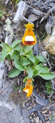 Calceolaria uniflora, photograph (c) Santiago Martín-Bravo, some rights reserved (CC BY)