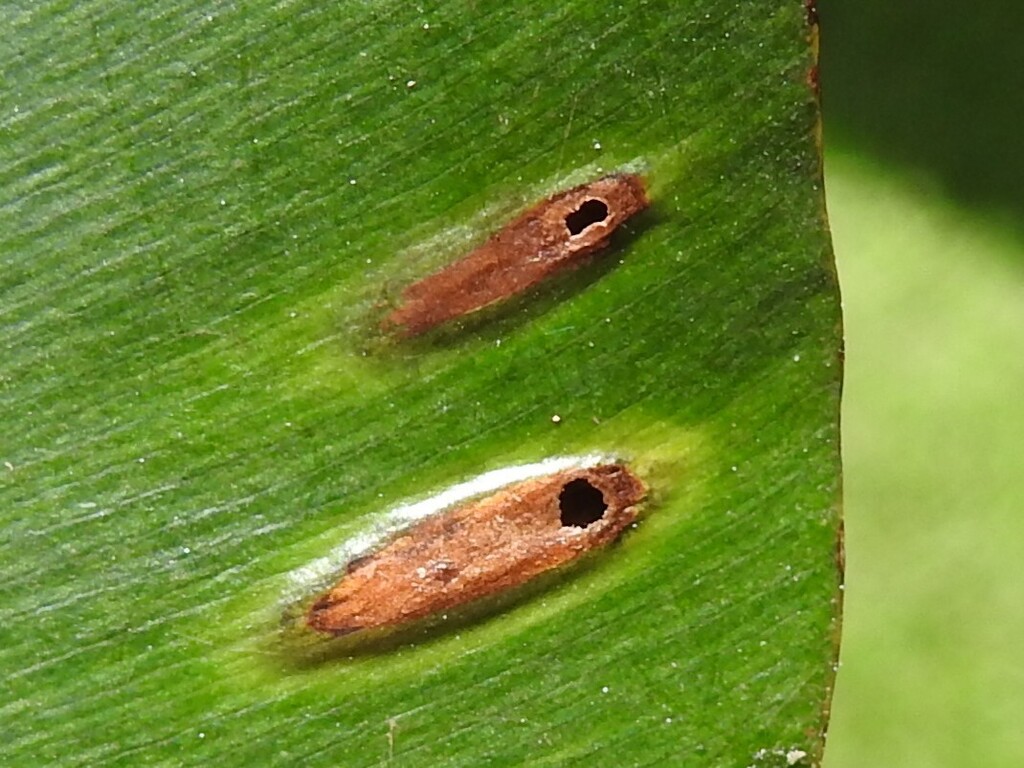 Lopesia elliptica